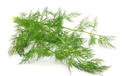 Fennel